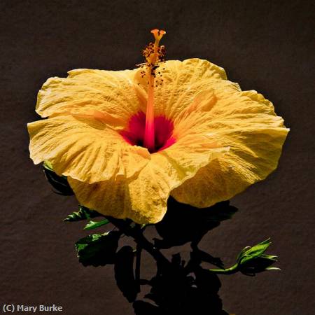 Missing Image: i_0068.jpg - Yellow Hibiscus