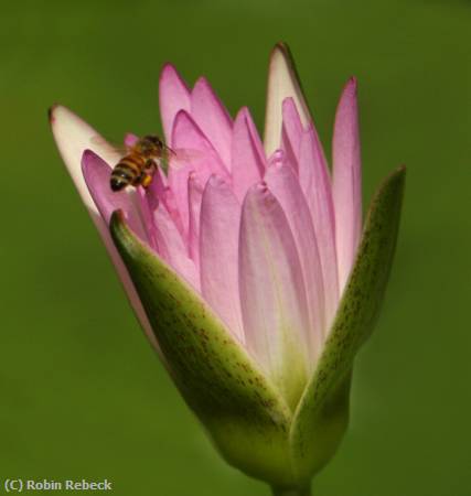 Missing Image: i_0070.jpg - WATERLILY & BEE