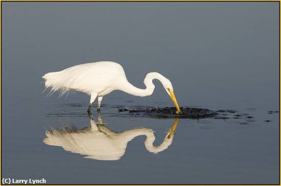 Missing Image: i_0075.jpg - Great egret Striking Fish