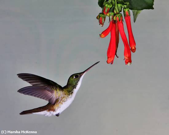 Missing Image: i_0076.jpg - Hummingbird 2