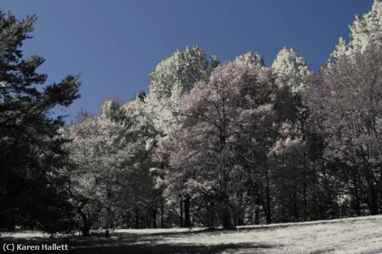 Missing Image: i_0081.jpg - Autumn Disguised As Spring