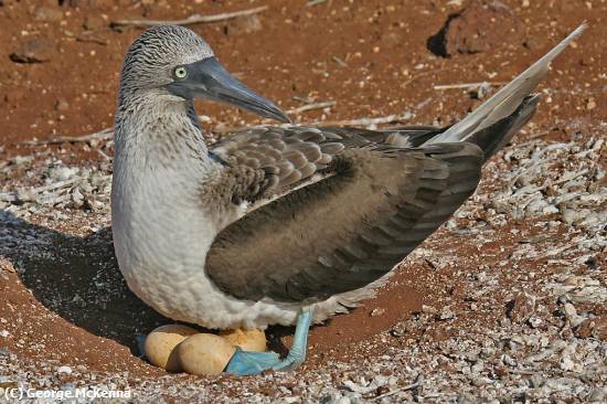 Missing Image: i_0008.jpg - Blue Boobie On Nest