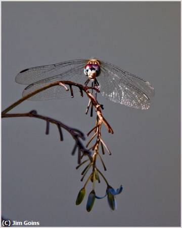 Missing Image: i_0020.jpg - Dragon-Fly