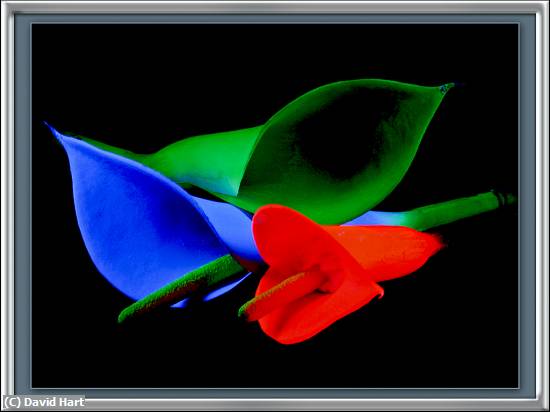 Missing Image: i_0024.jpg - Flowers in Blacklight