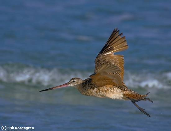 Missing Image: i_0028.jpg - gaining-altitude-Marbled-Godwit