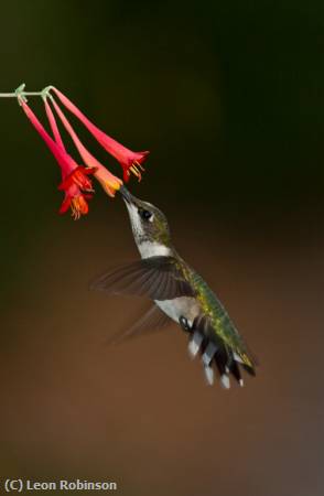 Missing Image: i_0037.jpg - Hummingbird