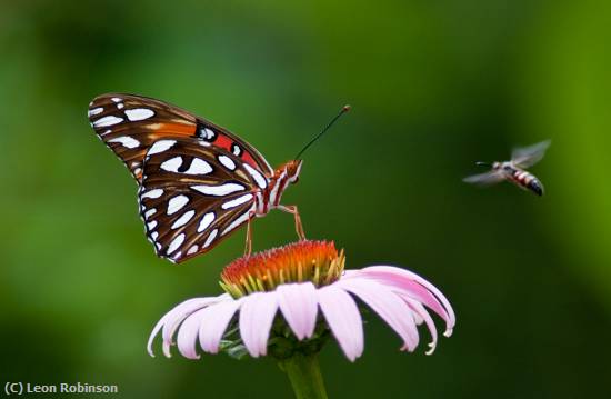 Missing Image: i_0053.jpg - New Butterfly & Friend