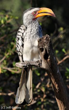 Missing Image: i_0070.jpg - Yellow Billed Hornbill