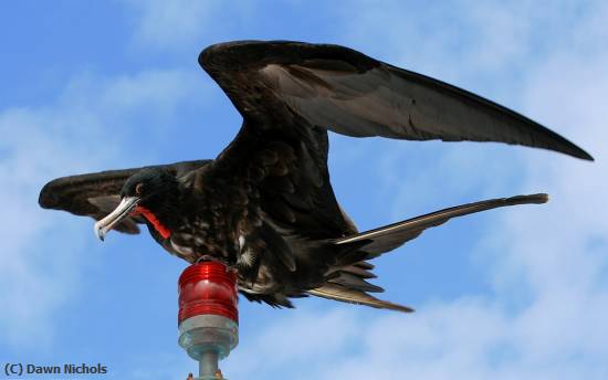 Missing Image: i_0003.jpg - Frigatebird Aloft