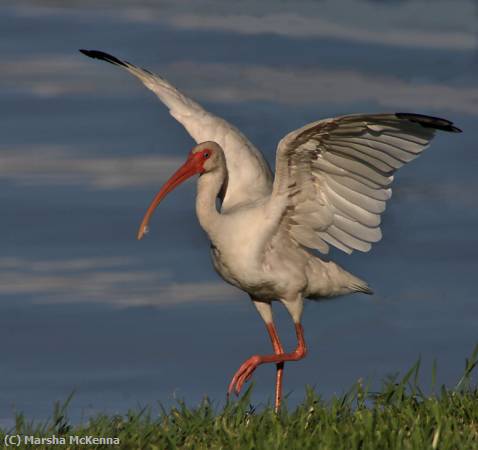 Missing Image: i_0022.jpg - Ibis