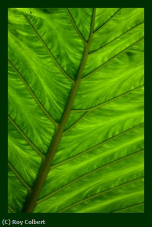 Missing Image: i_0024.jpg - Backlit Leaf