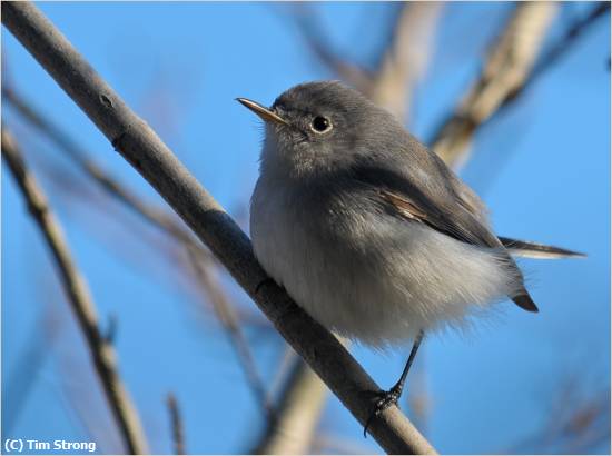 Missing Image: i_0026.jpg - Fluffy Gnatcatcher