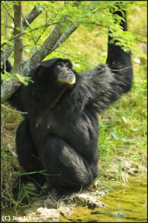 Missing Image: i_0033.jpg - Gibbon Monkey