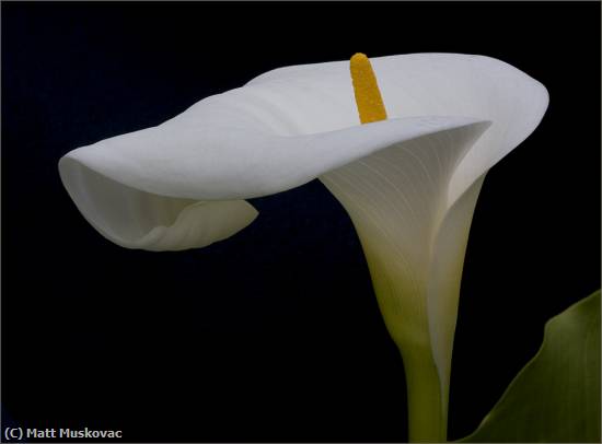 Missing Image: i_0038.jpg - Calla Lily