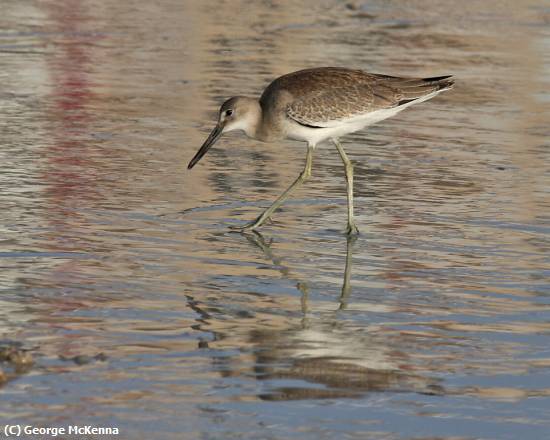 Missing Image: i_0039.jpg - Shore Bird