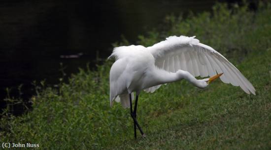 Missing Image: i_0040.jpg - Avian Aerobics