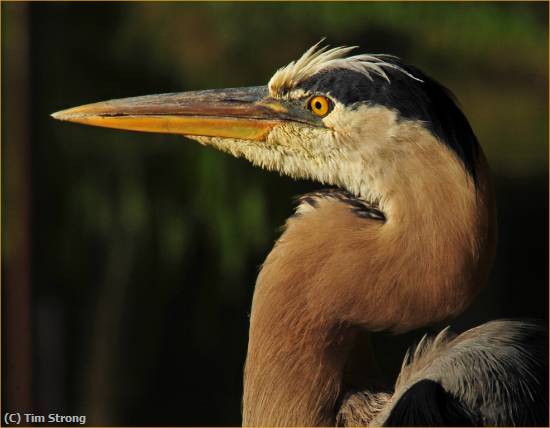 Missing Image: i_0046.jpg - Great Blue Profile at Sunset