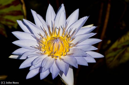 Missing Image: i_0005.jpg - Water Lily