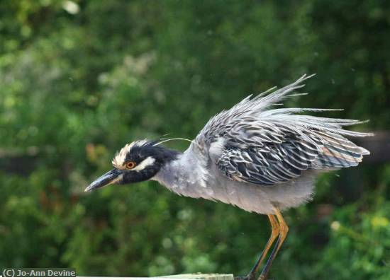 Missing Image: i_0010.jpg - Night Heron1