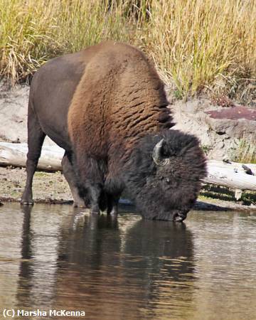 Missing Image: i_0017.jpg - Thirsty Bison