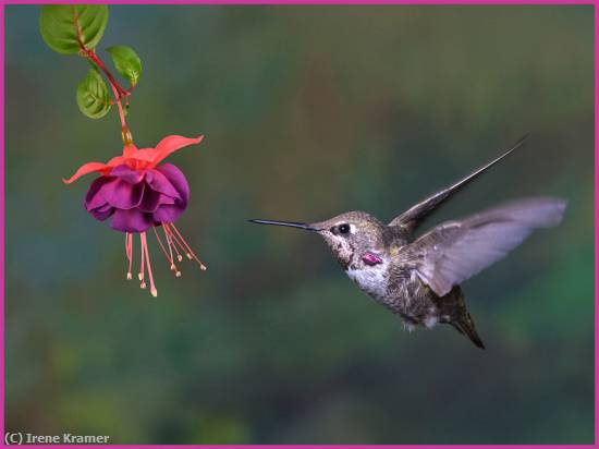 Missing Image: i_0018.jpg - Calliope Hummingbird