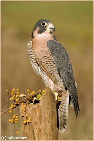 Missing Image: i_0021.jpg - Peregrine Falcon