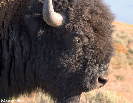 Missing Image: i_0023.jpg - CLOSE UP IN YELLOWSTONE