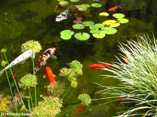 Missing Image: i_0024.jpg - KOI POND