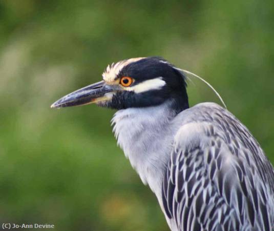 Missing Image: i_0035.jpg - Night heron2