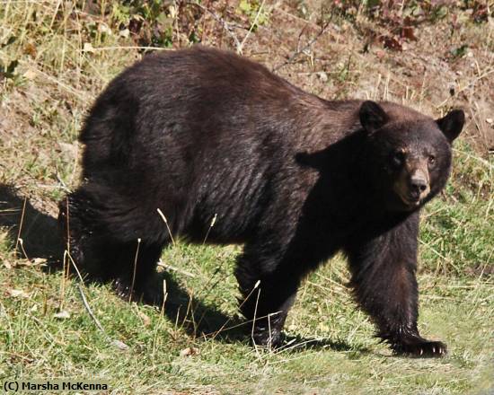 Missing Image: i_0039.jpg - Black Bear