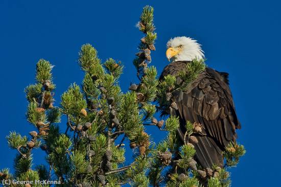 Missing Image: i_0041.jpg - Tree Top Eagle