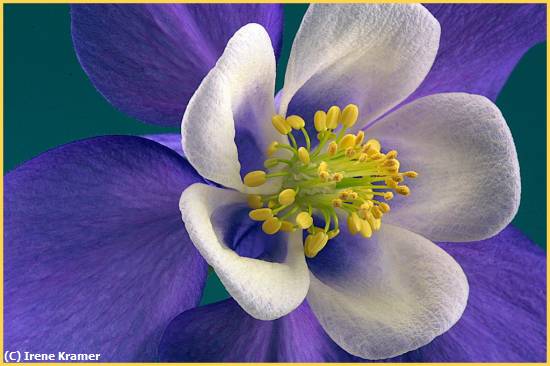 Missing Image: i_0043.jpg - Colorado Columbine