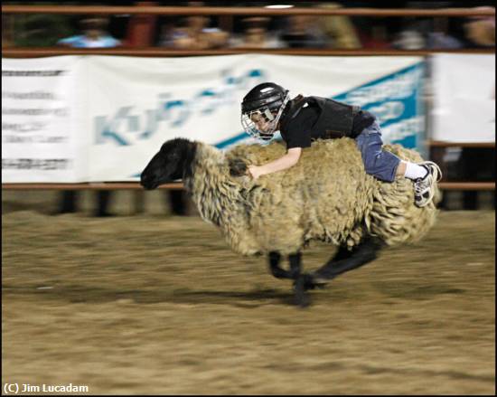 Missing Image: i_0071.jpg - Mutton Bustin'