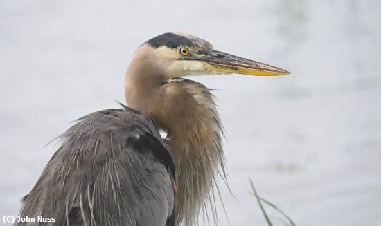 Missing Image: i_0012.jpg - Harold the Heron 2