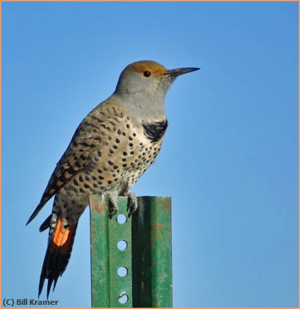 Missing Image: i_0014.jpg - Northern Flicker