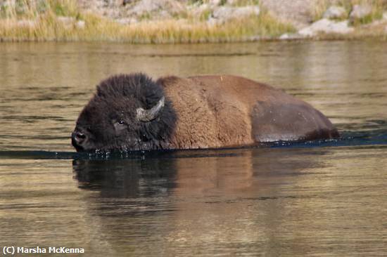 Missing Image: i_0020.jpg - Bison Bath