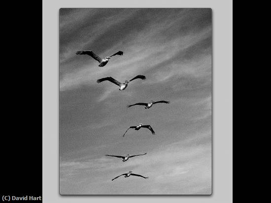 Missing Image: i_0025.jpg - Gulls in Formation