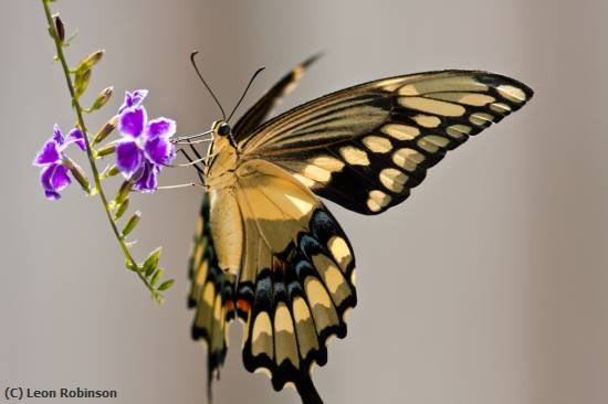 Missing Image: i_0030.jpg - Giant-Swallowtail