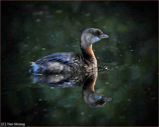 Missing Image: i_0034.jpg - Female Black Scoter