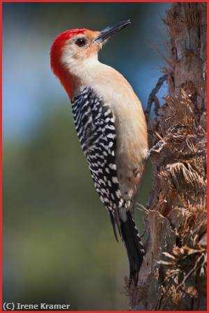 Missing Image: i_0041.jpg - Red-bellied Woodpecker