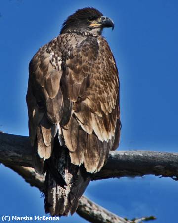 Missing Image: i_0044.jpg - Immature Eagle