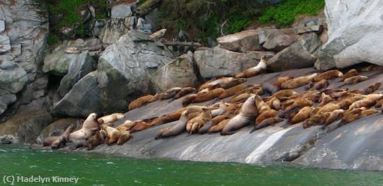 Missing Image: i_0082.jpg - SEALS IN ALASKA