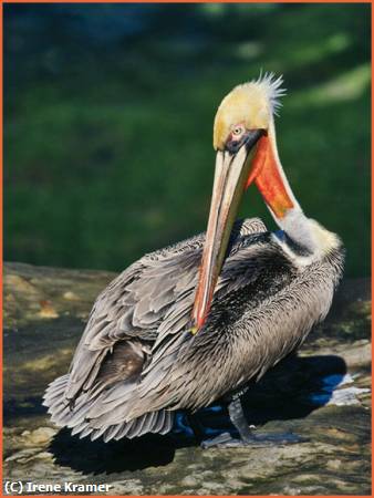 Missing Image: i_0017.jpg - California Brown Pelican