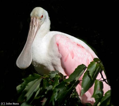 Missing Image: i_0018.jpg - Sammy the Spoonbill