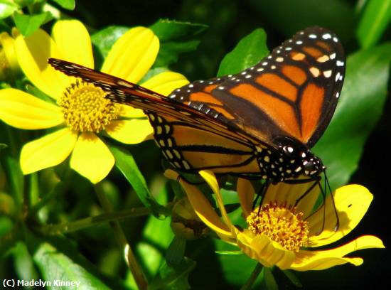 Missing Image: i_0023.jpg - Monarch