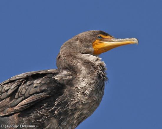 Missing Image: i_0029.jpg - Cormorant