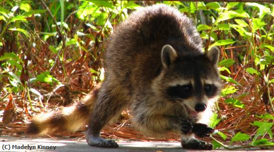 Missing Image: i_0030.jpg - Racoon