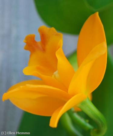 Missing Image: i_0046.jpg - Yellow Orchid
