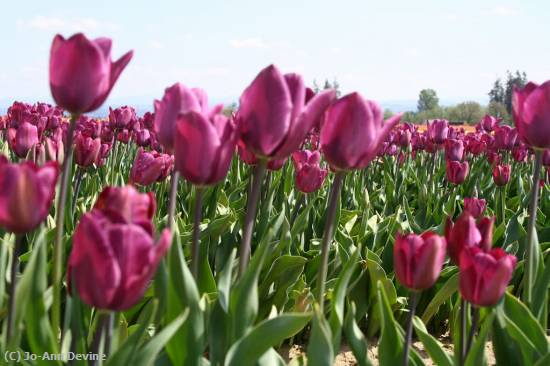 Missing Image: i_0052.jpg - PURPLE TULIPS