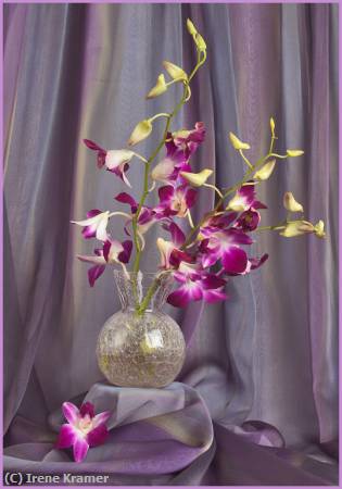 Missing Image: i_0058.jpg - Orchids Still Life